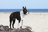BOSTON TERRIER 285
